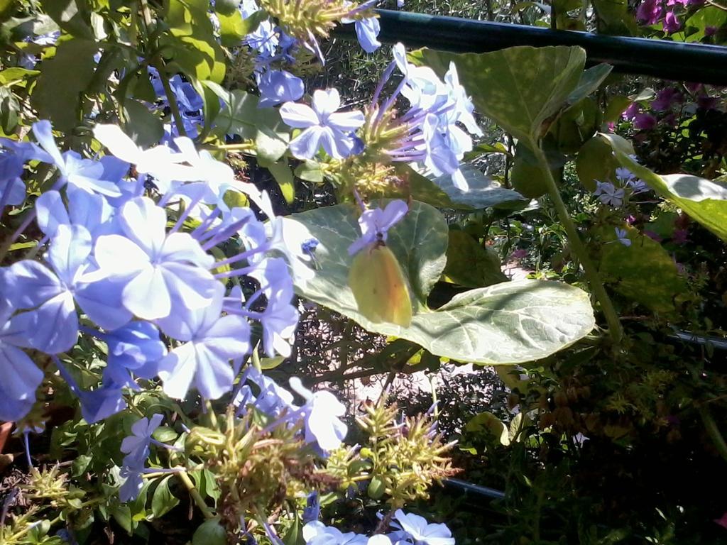 Butterfly Appartments Barbati Luaran gambar